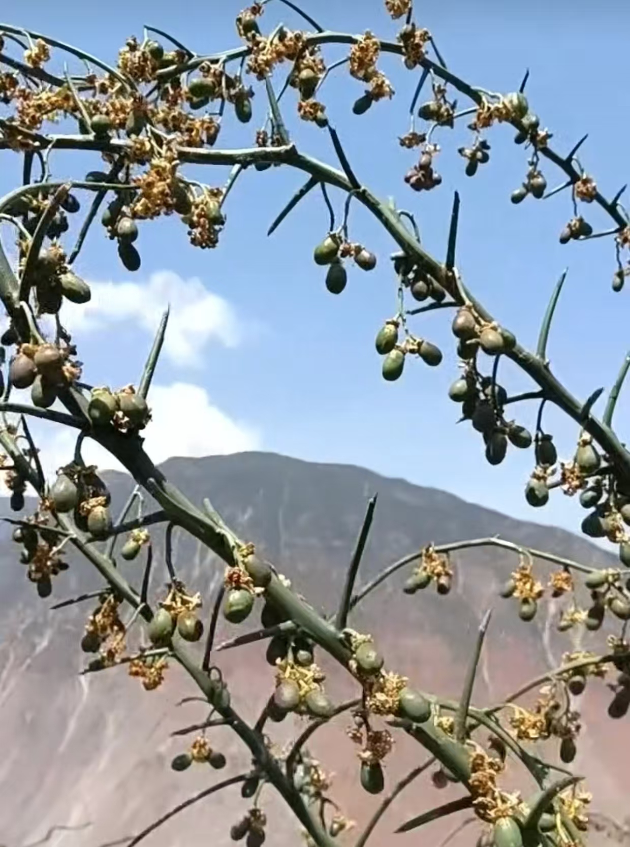Ripening Prinsepia utilis fruits photographed in the producing area, July 2025